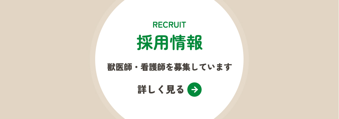 採用情報
